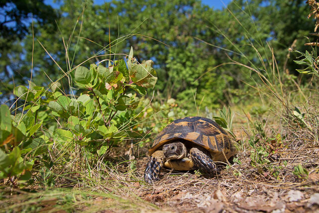 R16142 Maurische Landschildkröte, Dobrudscha, Rumänien, Greek tortoise - Christoph Robiller