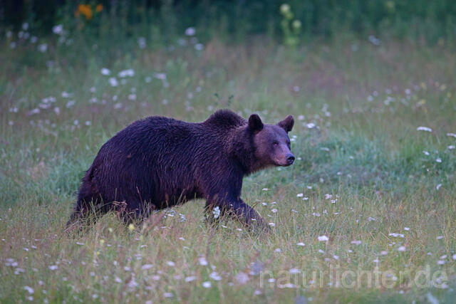 R16114 Braunbär, Karpaten, Rumänien, Brown bear - Christoph Robiller