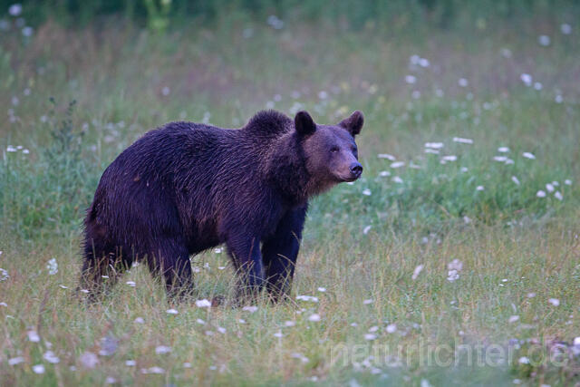 R16115 Braunbär, Karpaten, Rumänien, Brown bear - Christoph Robiller