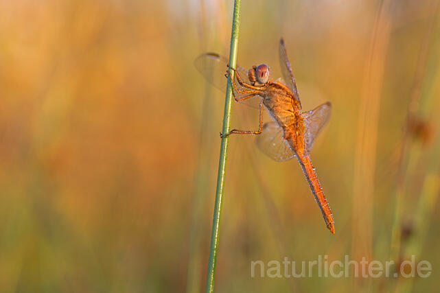 R16377 Feuerlibelle. Weibchen, Scarlet Dragonfly, female - Christoph Robiller