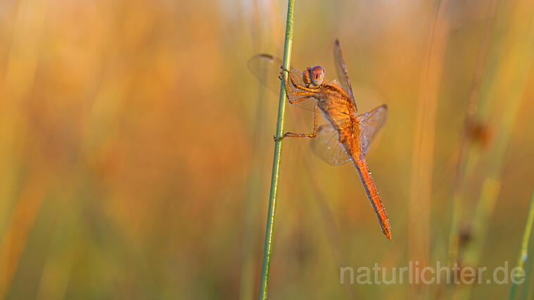 R16342 Feuerlibelle. Weibchen, Scarlet Dragonfly, female - Christoph Robiller