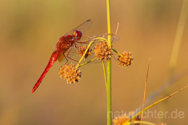 R16343 Feuerlibelle. Scarlet Dragonfly - Christoph Robiller