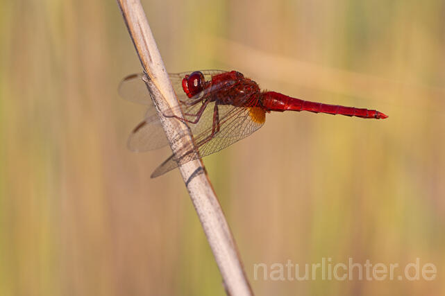 R16355 Feuerlibelle. Scarlet Dragonfly - Christoph Robiller