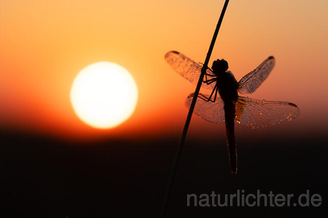 R16376 Feuerlibelle. Sonnenaufgang, Scarlet Dragonfly, sunrise - Christoph Robiller