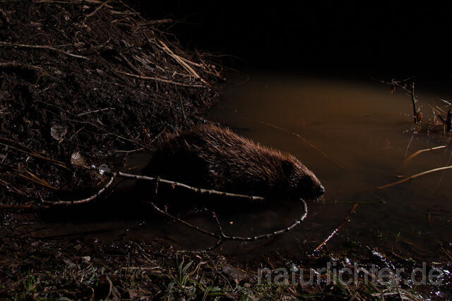 R16484 Biber, Eurasian beaver, Biberburg - Christoph Robiller