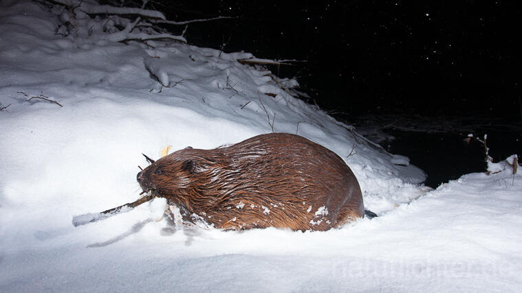 R16462 Europäischer Biber im Schnee an Burg, Eurasian Beaver - Christoph Robiller
