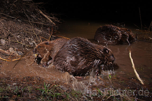 R16474 Biber, Eurasian beaver, Biberburg - Christoph Robiller