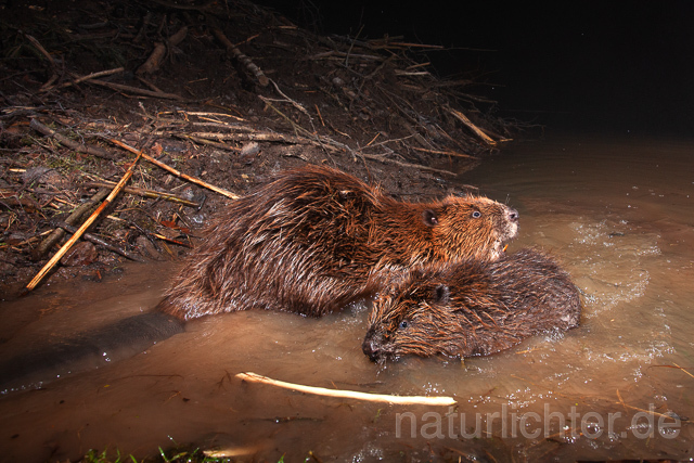 R16501 Biber, Eurasian beaver, Biberburg - Christoph Robiller
