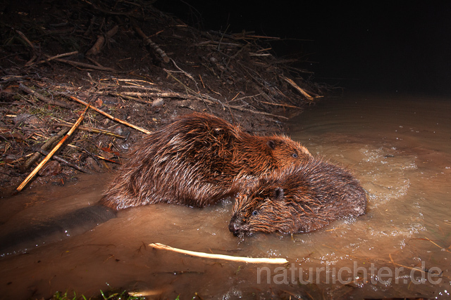 R16496 Biber, Eurasian beaver, Biberburg - Christoph Robiller