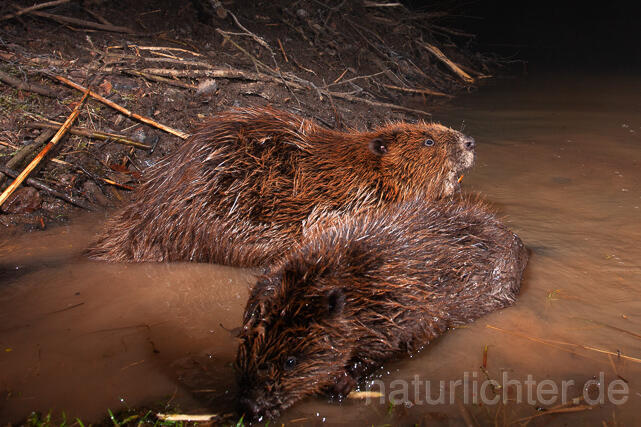 R16497 Biber, Eurasian beaver, Biberburg - Christoph Robiller