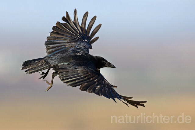 R16523 Aaskrähe im Flug, Carrion Crow flying, Rabenkrähe - Christoph Robiller