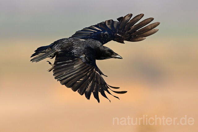 R16524 Aaskrähe im Flug, Carrion Crow flying, Rabenkrähe - Christoph Robiller