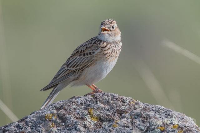 W22995 Feldlerche, Skylark - Peter Wächtershäuser