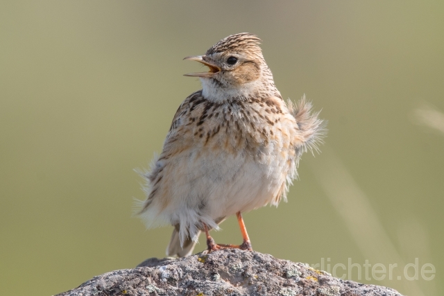 W22996 Feldlerche, Skylark - Peter Wächtershäuser