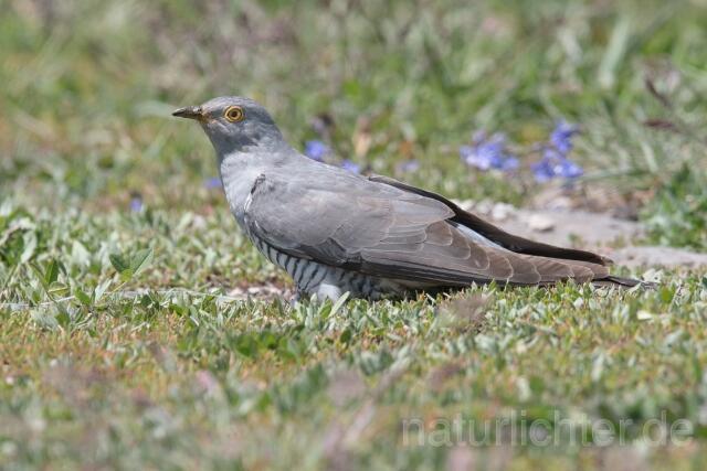 W23081 Kuckuck, Common Cuckoo