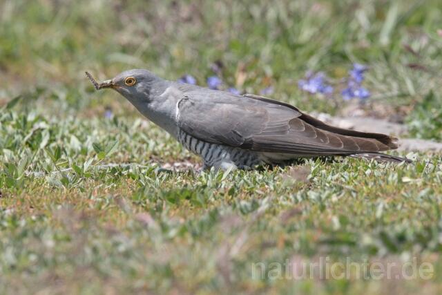 W23083 Kuckuck, Common Cuckoo