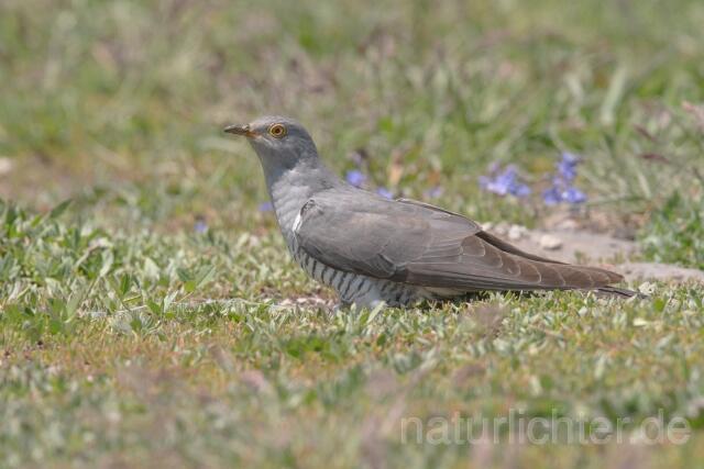 W23085 Kuckuck, Common Cuckoo