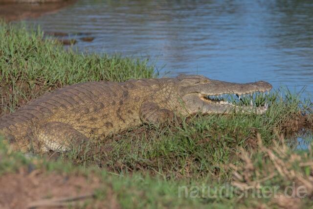 W23338 Nilkrokodil,Nile crocodile;