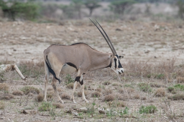 W23357 Ostafrikanischer Spießbock,East African oryx - Peter Wächtershäuser