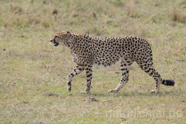 W23379 Gepard,Cheetah - Peter Wächtershäuser