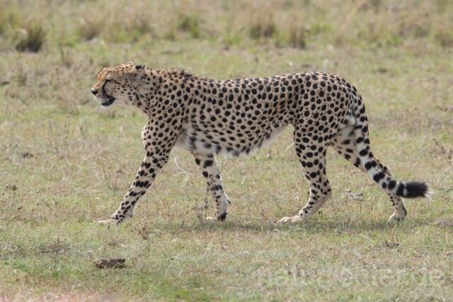 W23380 Gepard,Cheetah - Peter Wächtershäuser