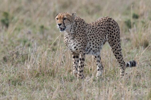W23386 Gepard,Cheetah