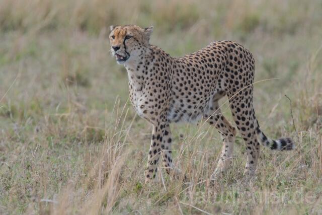 W23389 Gepard,Cheetah - Peter Wächtershäuser