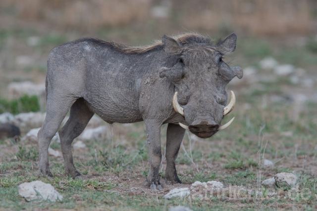 W23399 Wüstenwarzenschwein,Desert warthog - Peter Wächtershäuser
