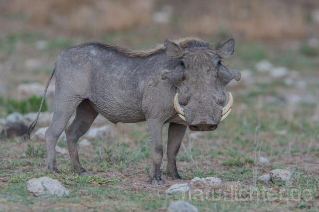 W23400 Wüstenwarzenschwein,Desert warthog