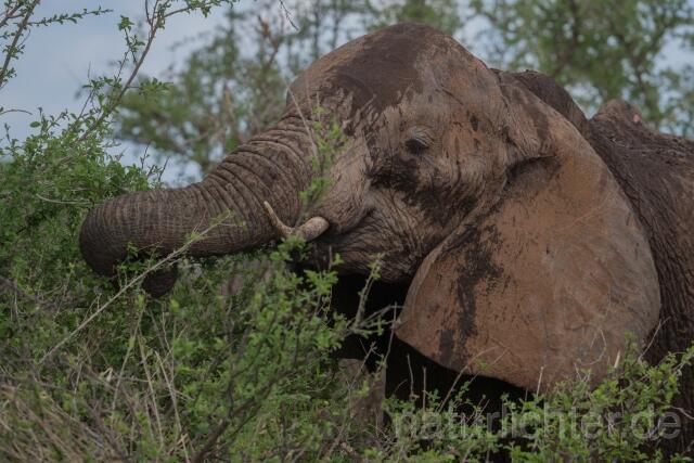 W23412 Afrikanischer Elefant,African savanna elephant - Peter Wächtershäuser