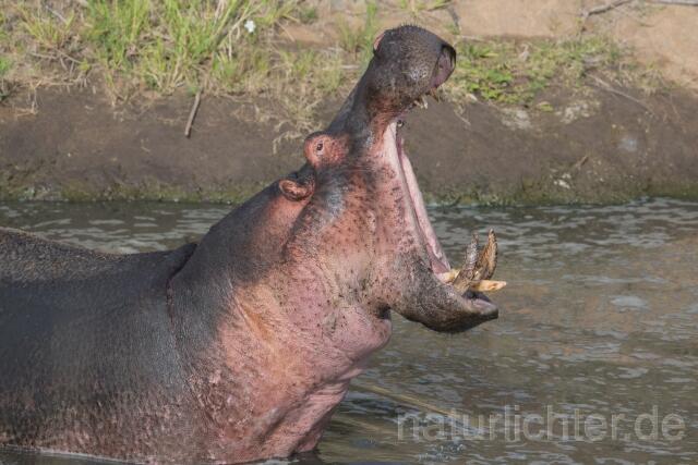 W23444 Flusspferd,Hippo - Peter Wächtershäuser
