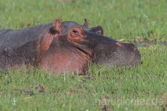 W23446 Flusspferd,Hippo