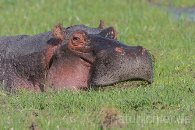 W23447 Flusspferd,Hippo - Peter Wächtershäuser