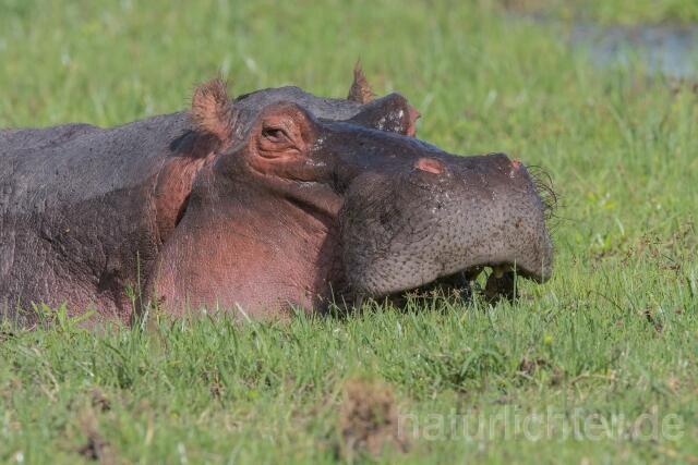 W23448 Flusspferd,Hippo