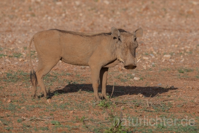 W23526 Warzenschwein,Common warthog - Peter Wächtershäuser