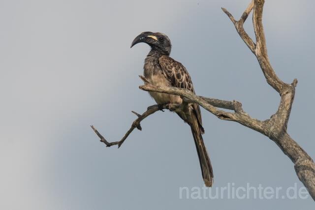 W23602 Grautoko,African Gray Hornbill - Peter Wächtershäuser