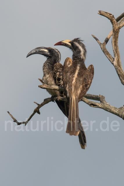 W23605 Grautoko,African Gray Hornbill - Peter Wächtershäuser