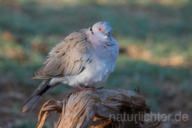 W23619 Brillentaube,African mourning dove