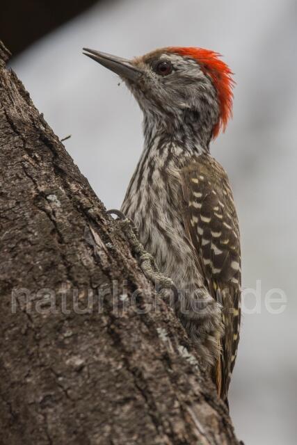 W23867 Kardinalspecht,Cardinal Woodpecker