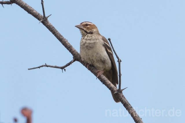W23908 Kastanienscheitelweber,Chestnut-crowned Sparrow-weaver - Peter Wächtershäuser