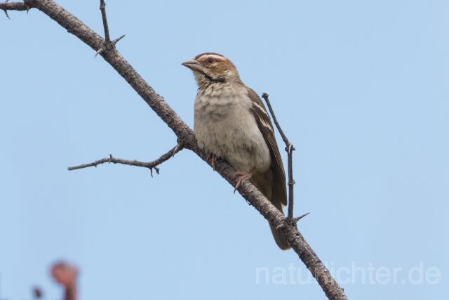W23908 Kastanienscheitelweber,Chestnut-crowned Sparrow-weaver - Peter Wächtershäuser