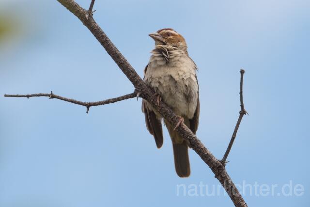 W23911 Kastanienscheitelweber,Chestnut-crowned Sparrow-weaver