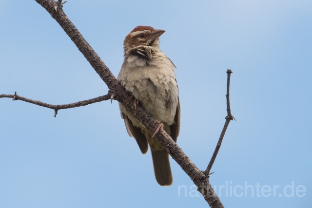 W23912 Kastanienscheitelweber,Chestnut-crowned Sparrow-weaver - Peter Wächtershäuser