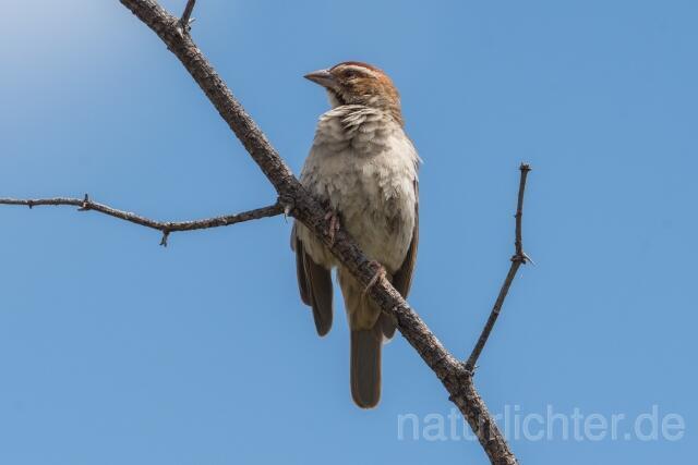 W23913 Kastanienscheitelweber,Chestnut-crowned Sparrow-weaver