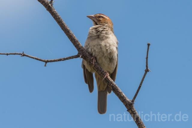 W23914 Kastanienscheitelweber,Chestnut-crowned Sparrow-weaver - Peter Wächtershäuser