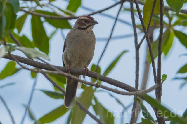 W23916 Kastanienscheitelweber,Chestnut-crowned Sparrow-weaver