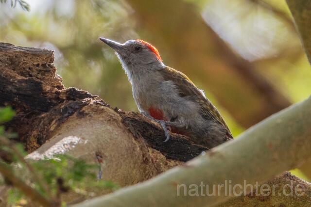 W24182 Graubrustspecht,African Grey Woodpecker - Peter Wächtershäuser