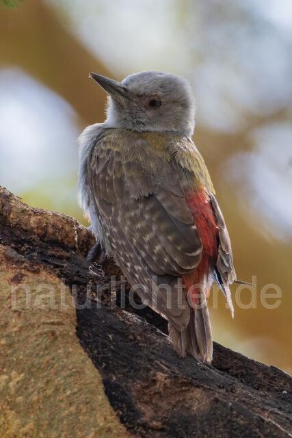 W24184 Graubrustspecht,African Grey Woodpecker - Peter Wächtershäuser