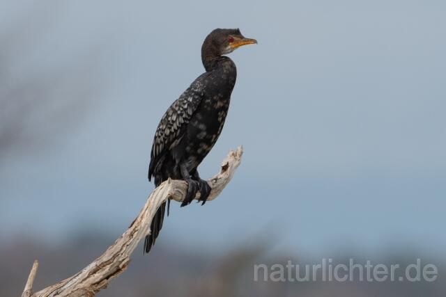 W24389 Riedscharbe,Long-tailed Cormorant