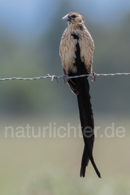 W24406 Hahnschweifwida,Long-tailed Widowbird - Peter Wächtershäuser